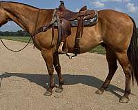 flashy-quarter-horse
