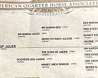 husband-safe-quarter-horse