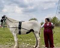 blue-eyed-gypsy-vanner-horse
