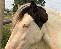 blue-eyed-horse