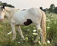blue-eyed-filly