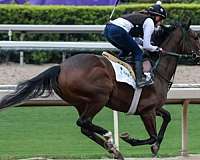 bay-mare-both-hind-ankles-white-down-to-the-foot-stripe-in-middle-of-her-face-all-way-horse