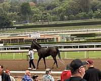 bay-mare-both-hind-ankles-white-down-to-the-foot-stripe-in-middle-of-her-face-all-way