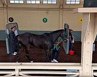 athletic-thoroughbred-horse