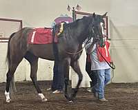 broodmare-thoroughbred-horse