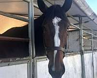 children-thoroughbred-horse