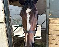 female-thoroughbred-horse