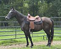 quarter-horse-mare