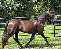 quarter-horse-for-sale