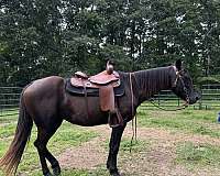 quarter-horse