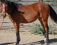 all-around-quarter-horse