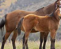 athletic-quarter-horse