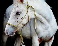 gypsy-cross-colt