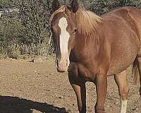 rabicino-flaxen-mane-tail-horse