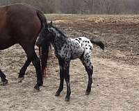 black-roan-appaloosa-horse