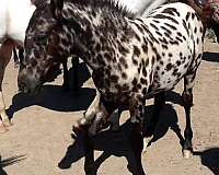 friendly-personality-appaloosa-horse