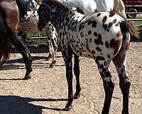 good-pedigree-appaloosa-horse
