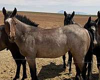 pelican-quarter-horse