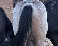 white-lightning-ike-horse