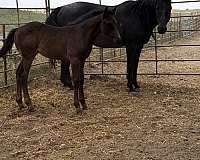 black-ropin-horse