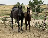 ropin-stallion
