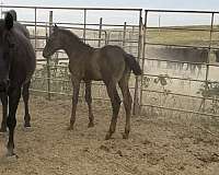 black-all-around-horse