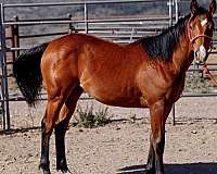 all-around-quarter-horse