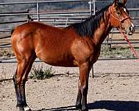 athletic-quarter-horse