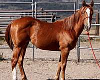all-around-quarter-horse