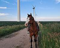 bay-overo-2-belly-spots-horse