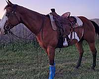 bay-overo-black-points-horse