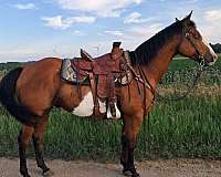 bay-overo-2-blue-eyes-horse