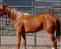 all-around-quarter-horse