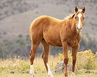 athletic-quarter-horse