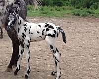 white-appaloosa-colt