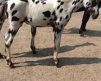 white-aphc-colt