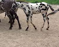 black-spots-horse