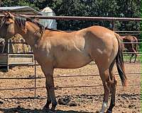 dunskin-filly-quarter-horse