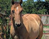 dun-star-left-hind-sock-horse