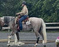 paint-gelding