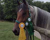 trail-challenges-paint-horse