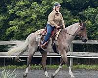 and-willing-paint-horse