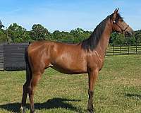 athletic-arabian-oldenburg-horse