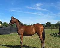 champion-arabian-oldenburg-horse