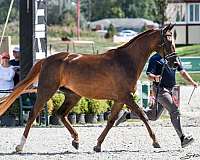 champion-pedigree-arabian-horse