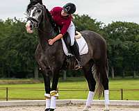 enjoyable-andalusian-horse