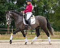enjoyment-andalusian-horse
