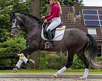 experienced-rider-andalusian-horse