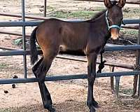 ranch-andalusian-mule