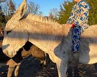 grulla-andalusian-mule-for-sale